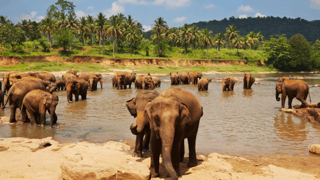 sri lanka